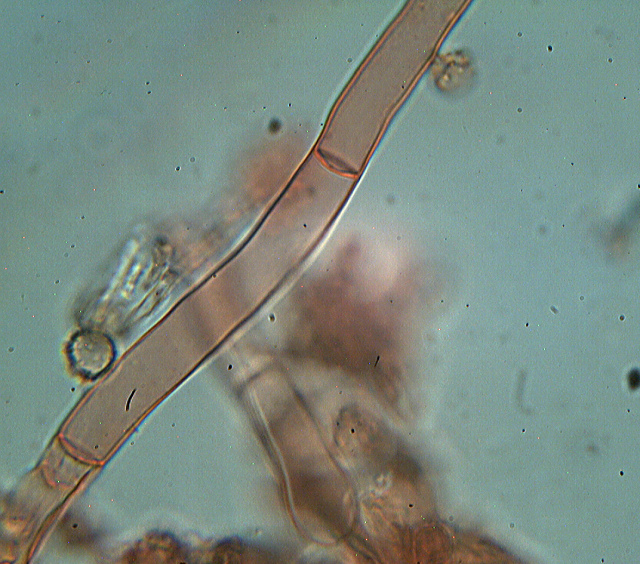 Botryobasidium isabellinum... un 
